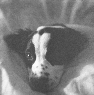 Jasper as a puppy.